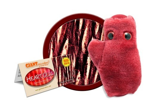 Celula Cardiaca [3]