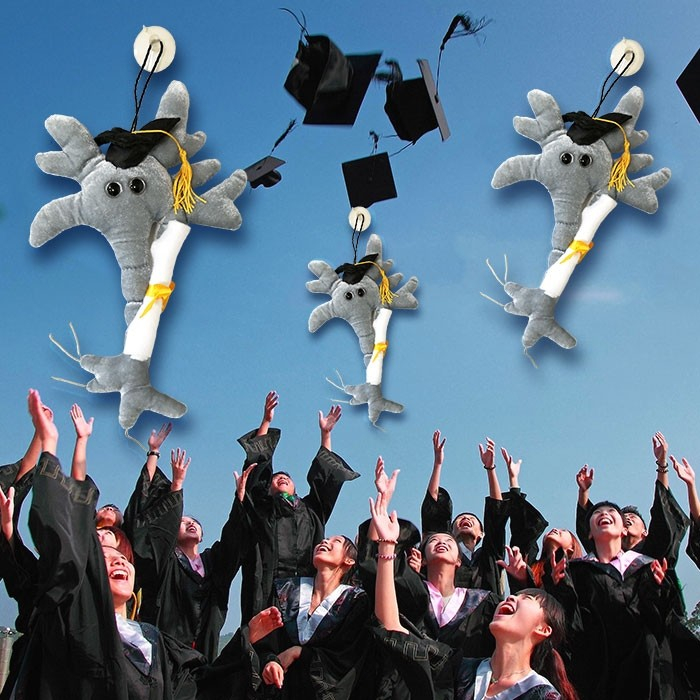 Neuronul absolvent cu Diploma [3]