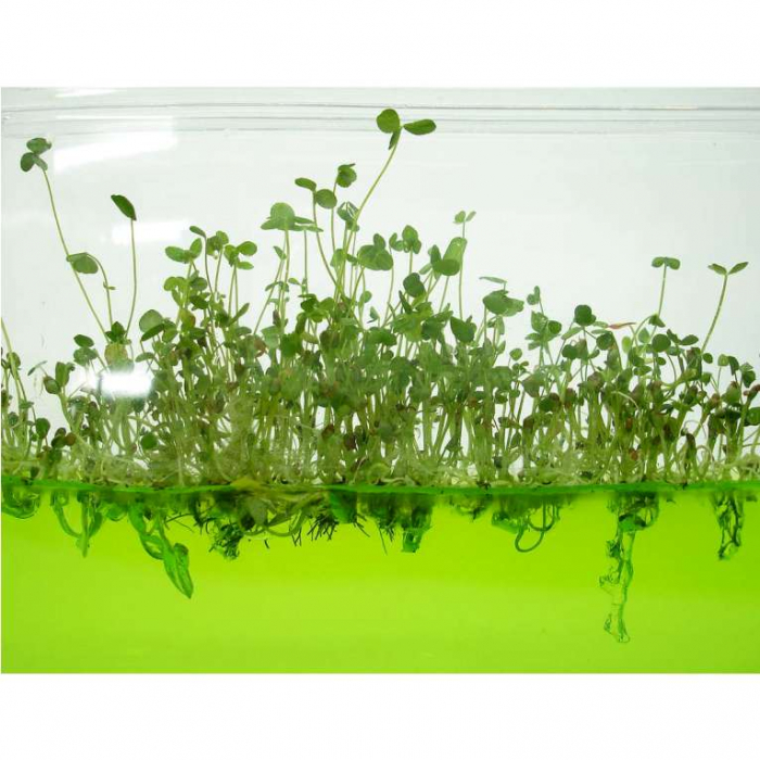 Plantarium Super [3]