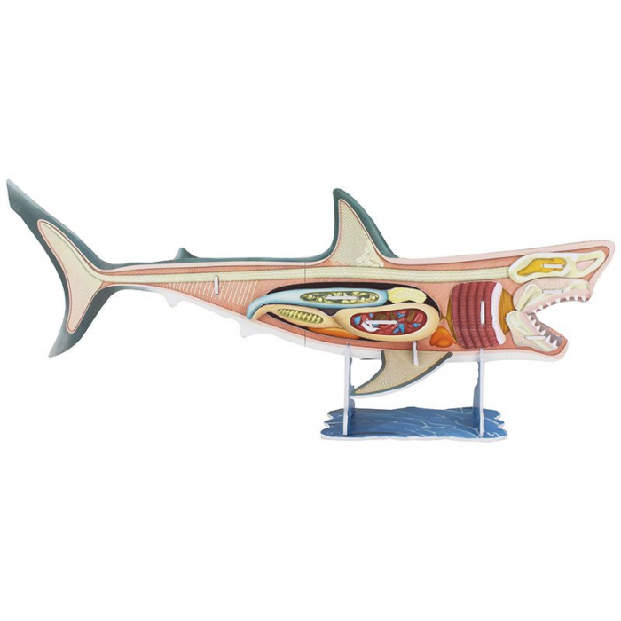Puzzle 3D Discovery - Anatomia Rechinului [3]