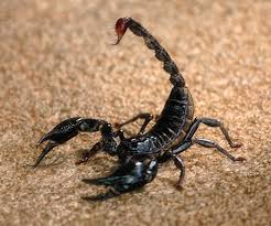 Scorpionul [2]