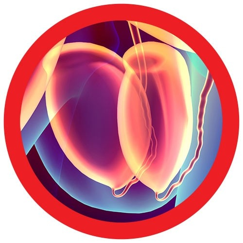 Testicule [3]
