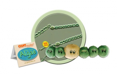 Alga [2]