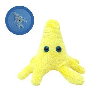 Cadouri stiintifice - Amoeba galbena