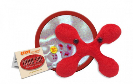 Microbi din plus - Babesia