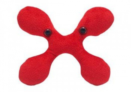 Babesia [1]