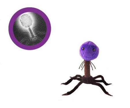 Cadouri stiintifice - Bacteriofagul T4