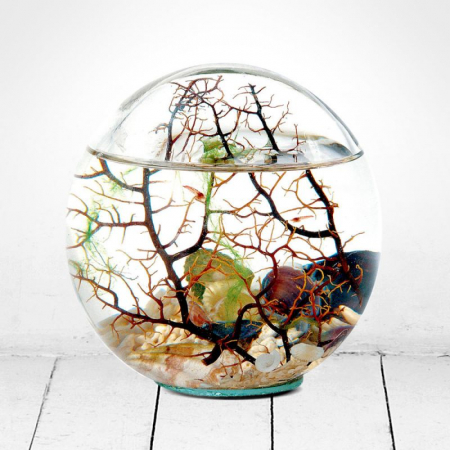 All Products - Beachworld - Gorgonia Sferic