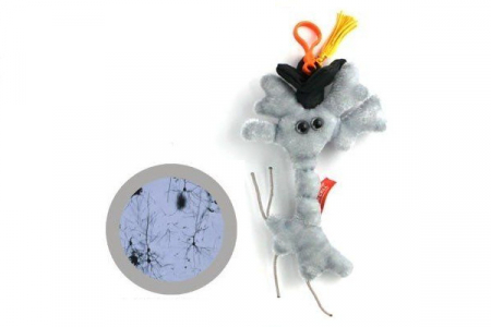 Cadouri stiintifice - Breloc Neuron Absolvent