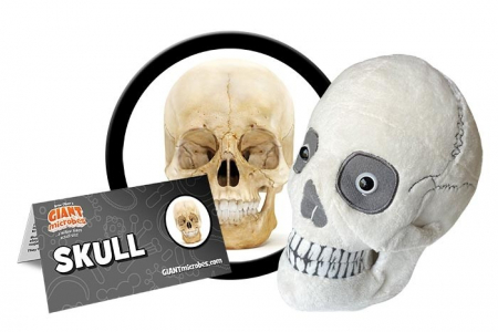 Craniu [4]