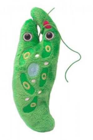Euglena [1]