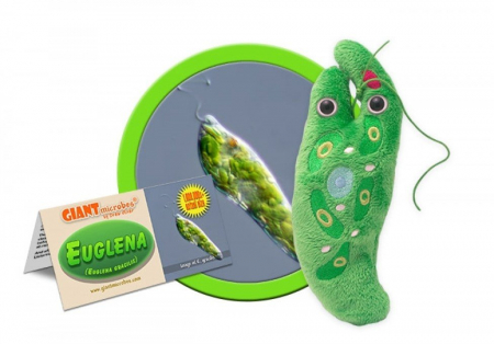 Microbi din plus - Euglena
