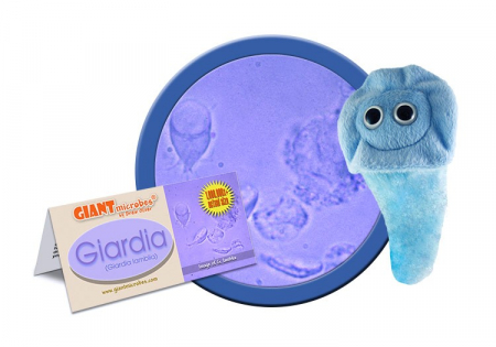Microbi din plus - Giardia