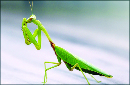 Insecta calugarita [1]