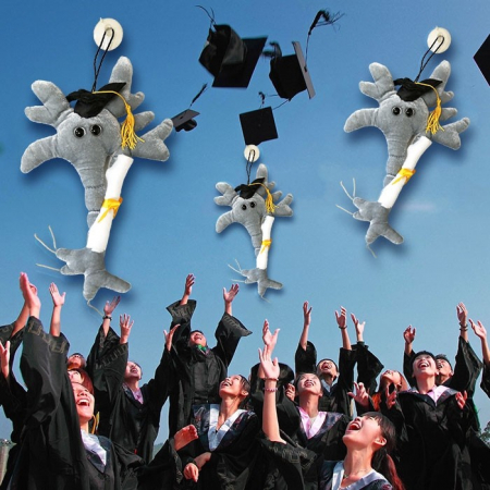 Neuronul absolvent cu Diploma [2]