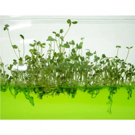 Plantarium Super [2]