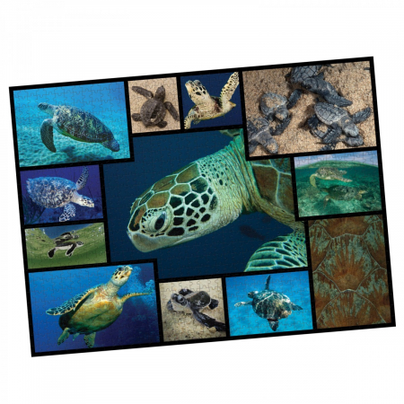 Puzzle - Puzzle WWF 1000 piese - Broasca testoasa