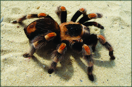 Tarantula [1]