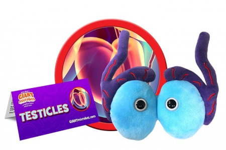 Testicule [1]