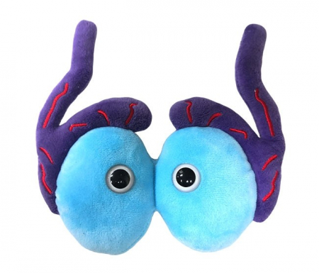 Cadouri stiintifice - Testicule