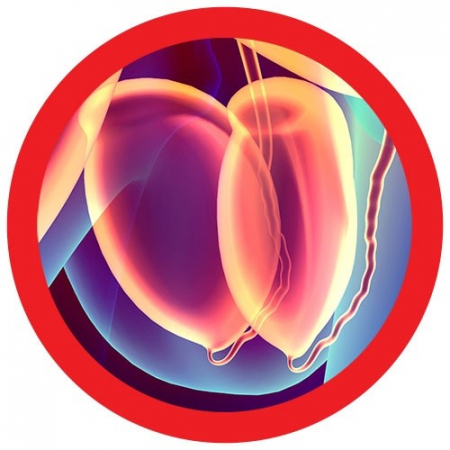 Testicule [2]
