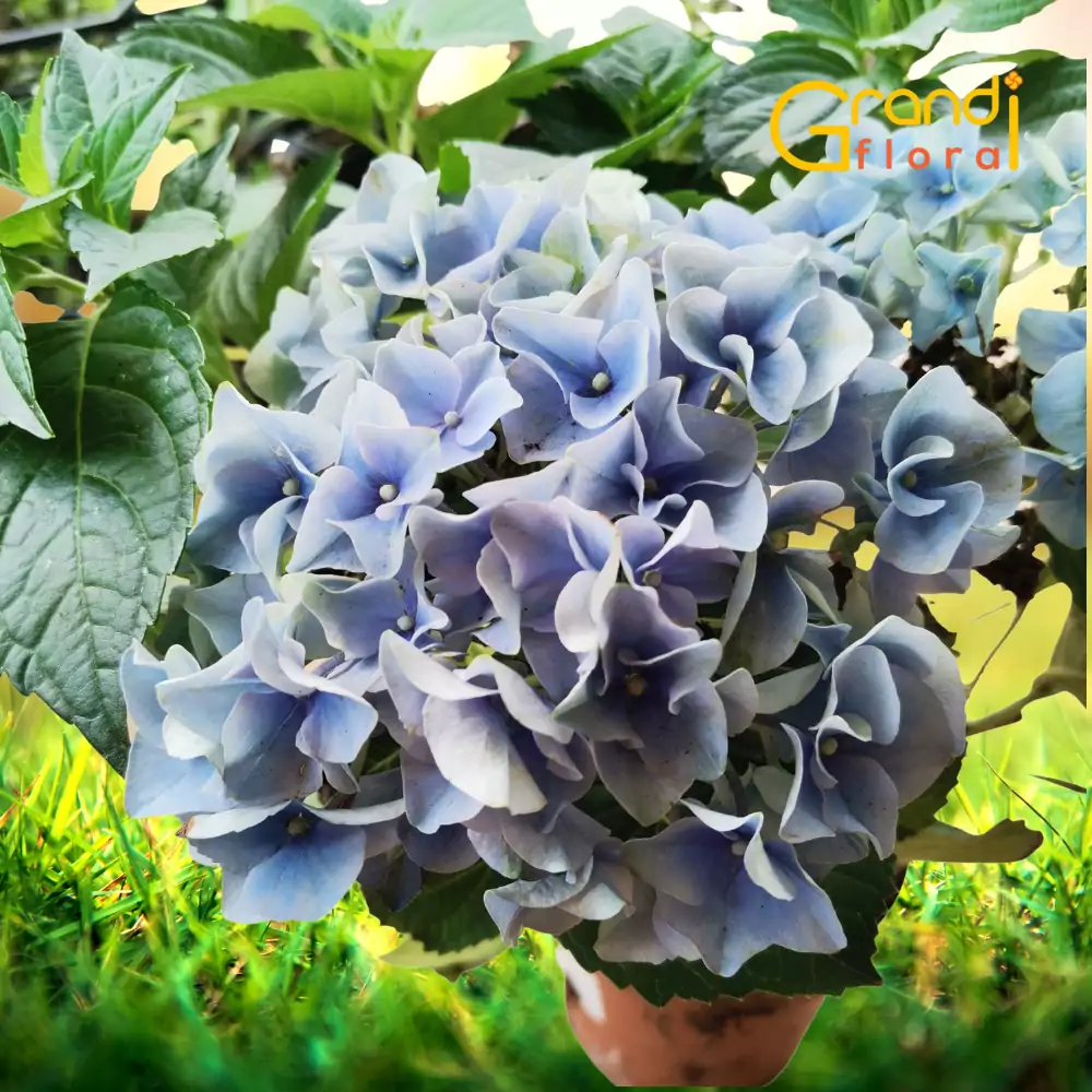 Hortensia Blue Shades - 1 Ghiveci [1]