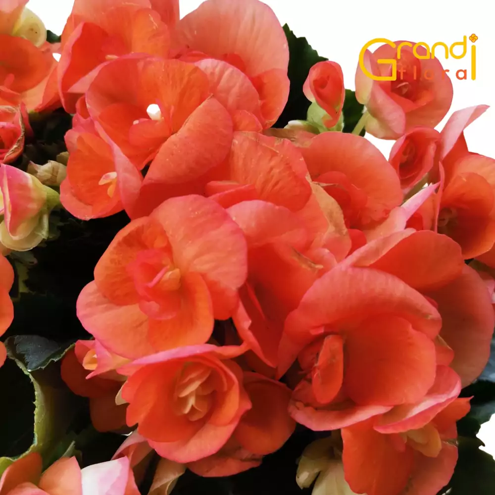 Begonia XL de Ghiveci - Portocaliu [2]