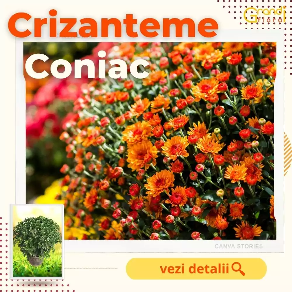 Crizanteme Glob Coniac (M 4) [1]