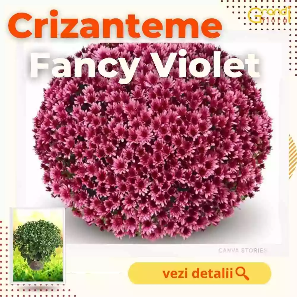 Crizanteme Glob - Fancy Violet (M 4) [1]