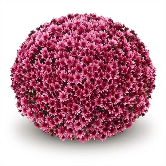 Crizanteme Glob - Fancy Violet (M 4) [5]