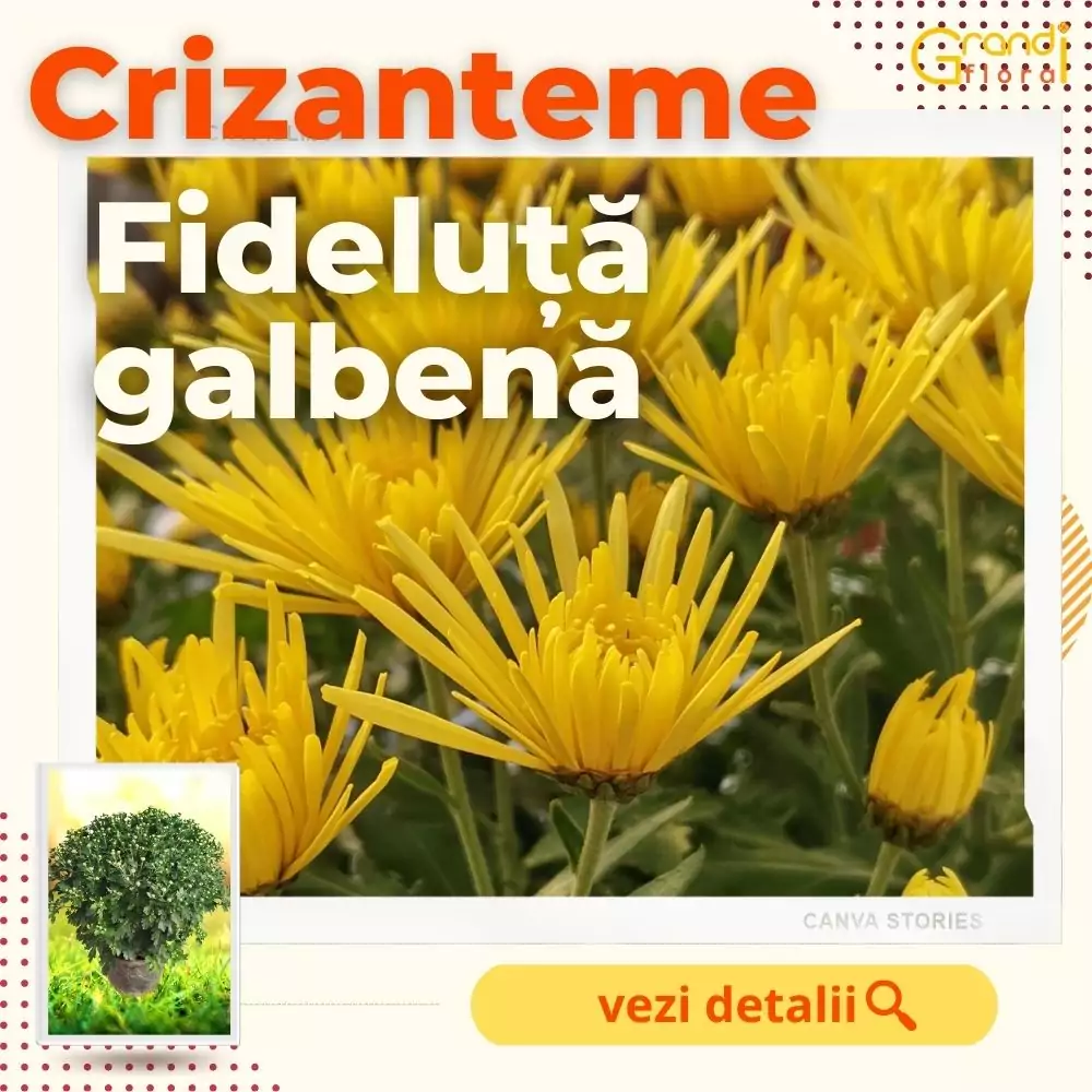 Crizanteme Glob Fideluta Galbena (M 4) [1]