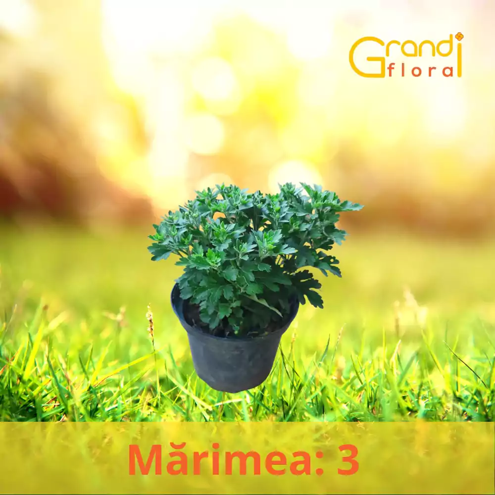 Crizanteme Fideluta verde (M 3) [4]