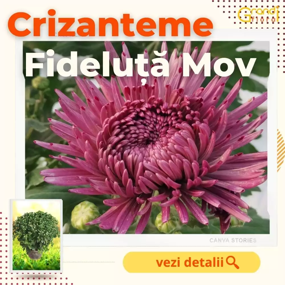 Crizanteme Glob Fideluta Mov (Marime: 4) [1]