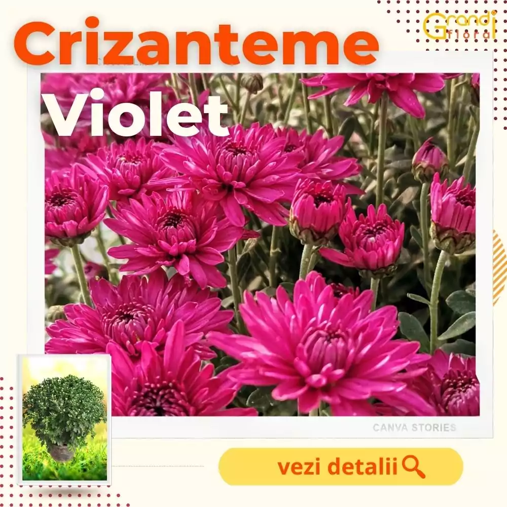 Crizanteme Glob - Violet (M 4) [4]