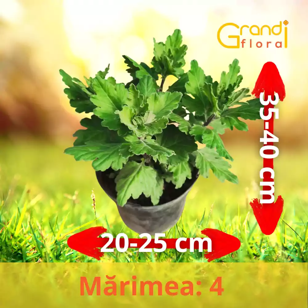 Crizanteme Grena Închis -Ghiveci- Floare Mare (M: 4) [3]