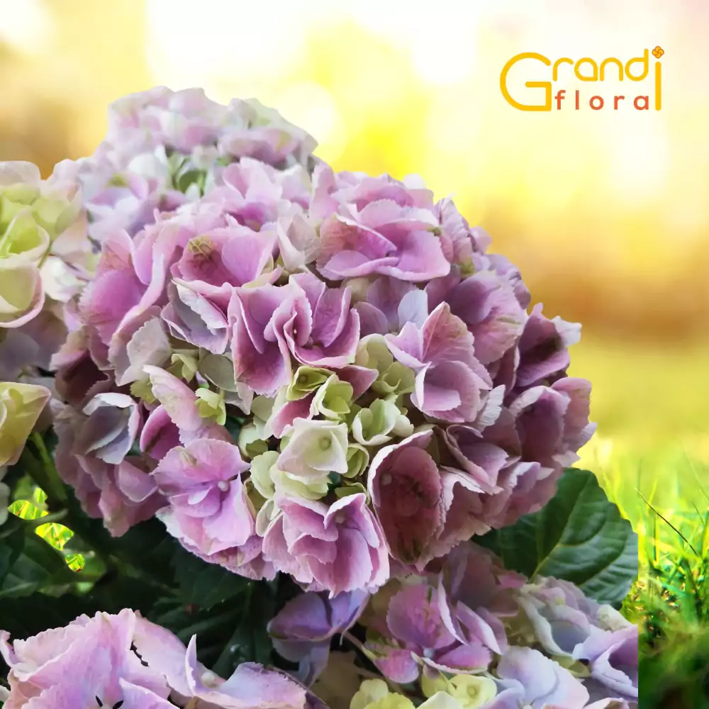 Hortensia Pink Shades - 1 Ghiveci [1]