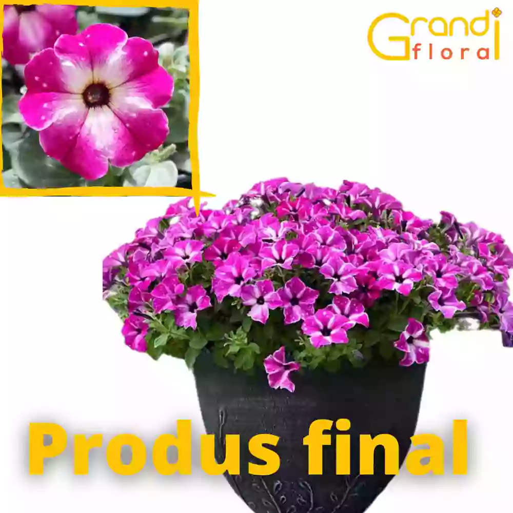 Petunia curgatoare Galaxy Circus -L- [5]