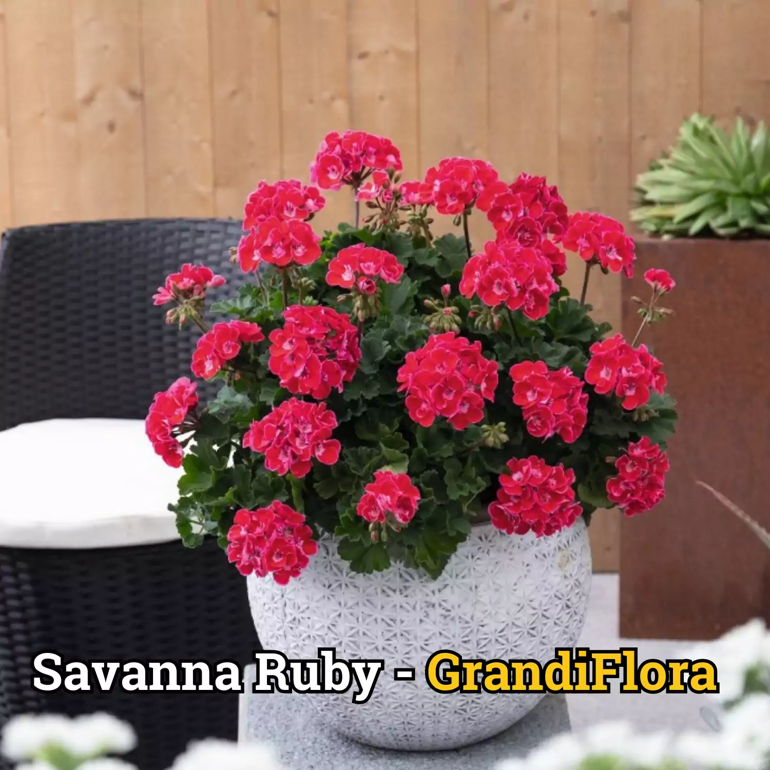 Muscate Ruby - L [3]