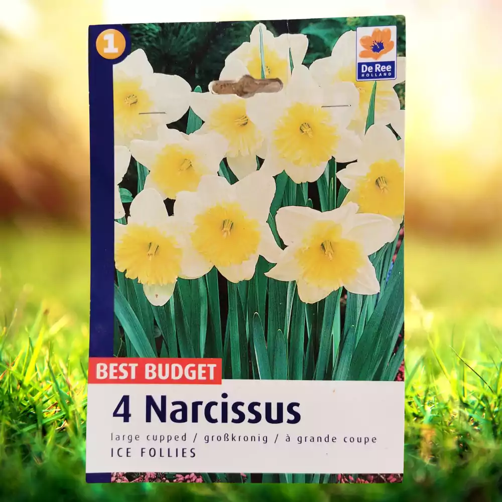 Narcise Ice Follies, 5 Bulbi [1]