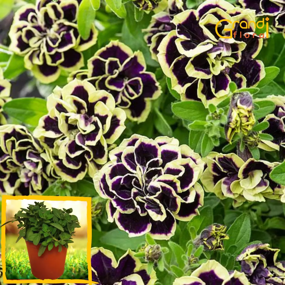 Petunia curgatoare Mystic "L" [2]