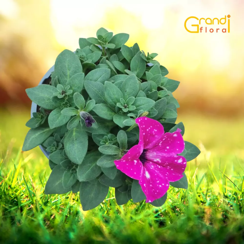 Petunia curgatoare Galaxy Circus -L- [10]