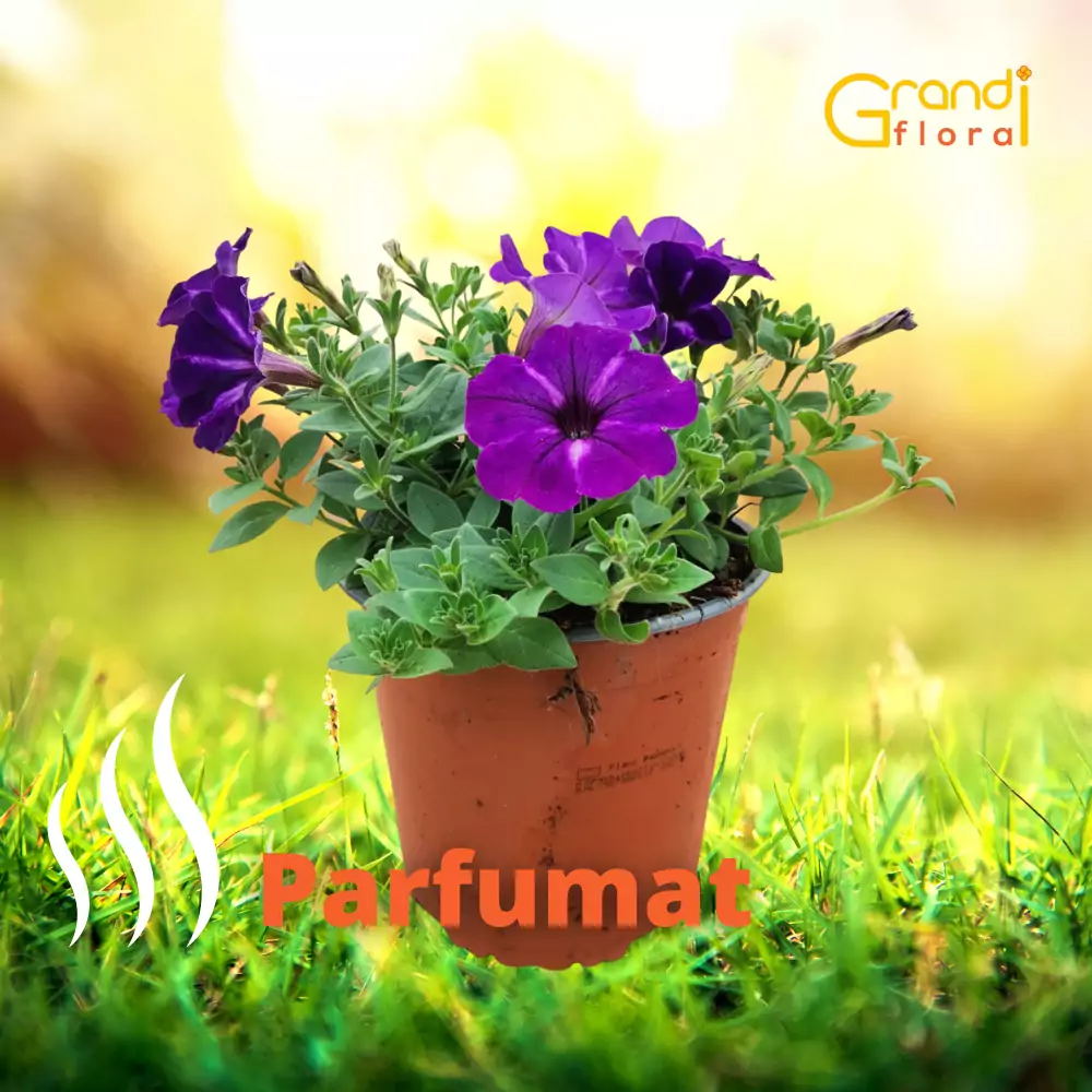 Petunia curgatoare Blue Star "L" [3]