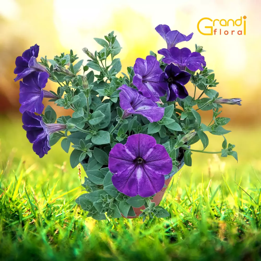Petunia curgatoare Blue Star "L" [4]
