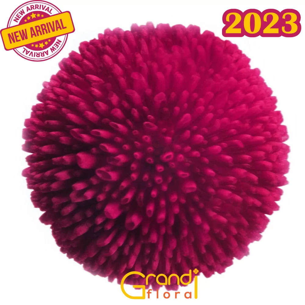 Set 12 Ghivece cu 24 Nasturasi (2023) - Grandiflora [5]