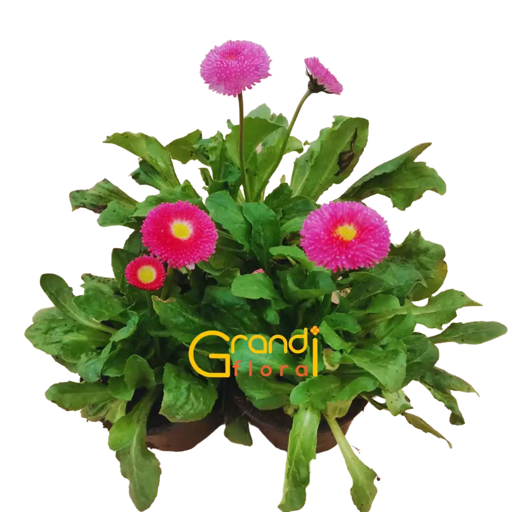 Set 12 Ghivece cu 24 Nasturasi (2023) - Grandiflora [8]
