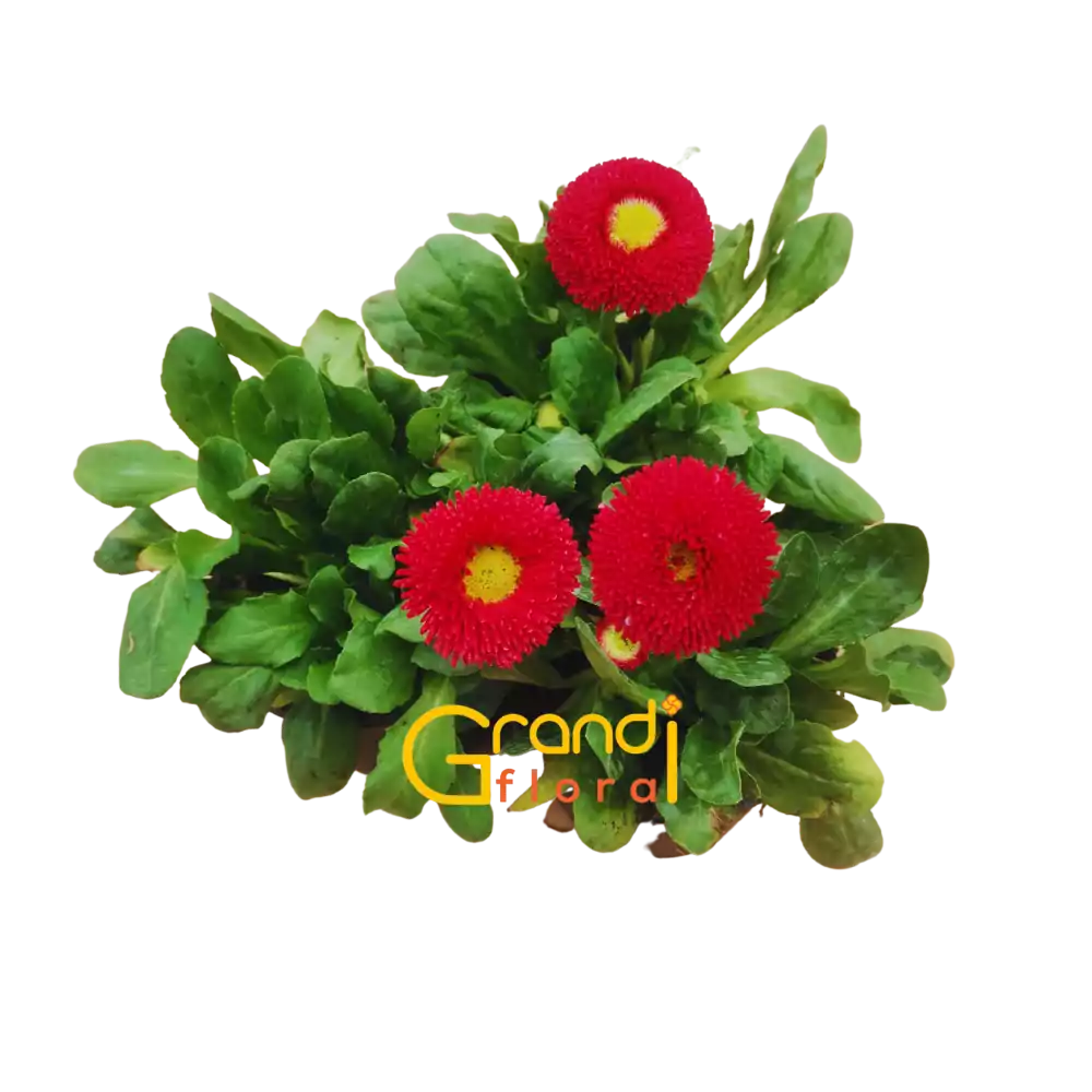 Set 12 Ghivece cu 24 Nasturasi (2023) - Grandiflora [11]