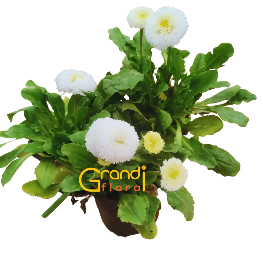 Set 12 Ghivece cu 24 Nasturasi (2023) - Grandiflora [10]