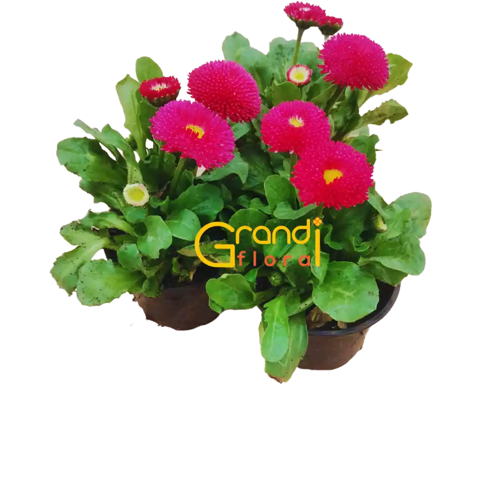 Set 12 Ghivece cu 24 Nasturasi (2023) - Grandiflora [7]