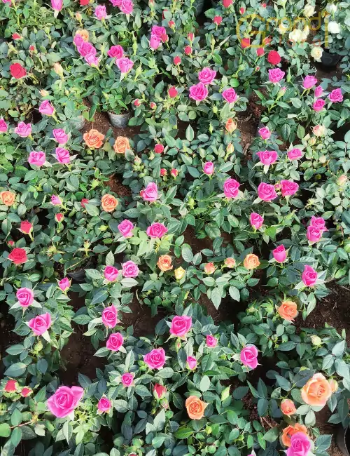 Trandafir de gradina S - Fuchsia [2]