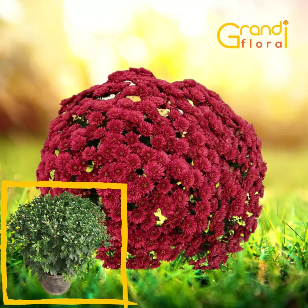 Crizanteme Glob - Grena (Marime: 3) [2]